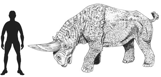 Arsinoitherium scale drawing.