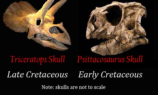 Comparing the skulls of Triceratops and Psittacosaurus.