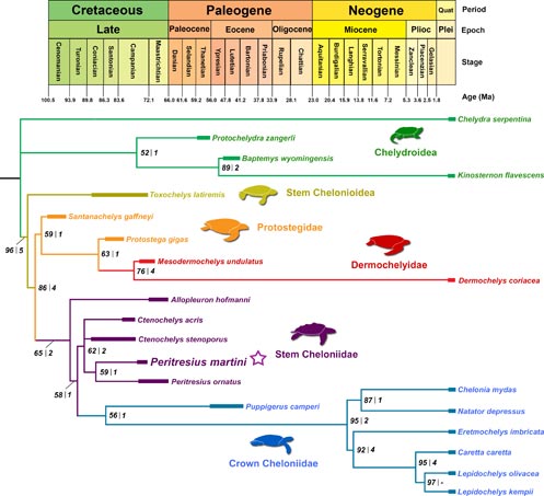 A timeline of Testudine species from the Late Cretaceous to the present day.