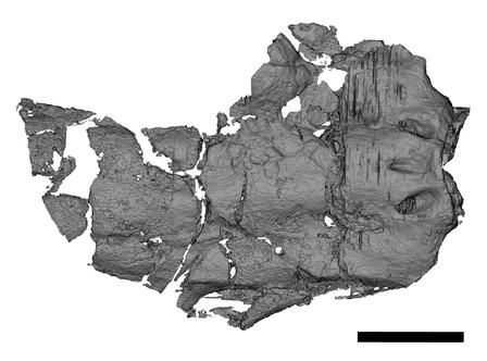 The fossilised brain case of C. wortheni.