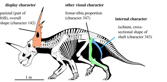 Styracosaurus skeleton showing examples of traits used in the study.
