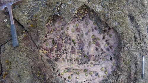 Isle of Skye Sauropod footprint.