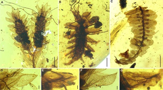Liverworts and lacewing larvae preserved in amber.