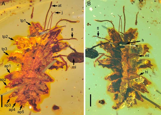Fossil lacewing larva preserved in amber from Myanmar. Scale bar - 1 mm.