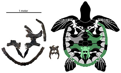 New species of Late Cretaceous sea turtle described.