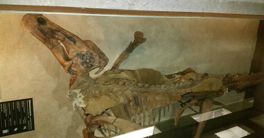 Edmontosaurus fossil exhibit.