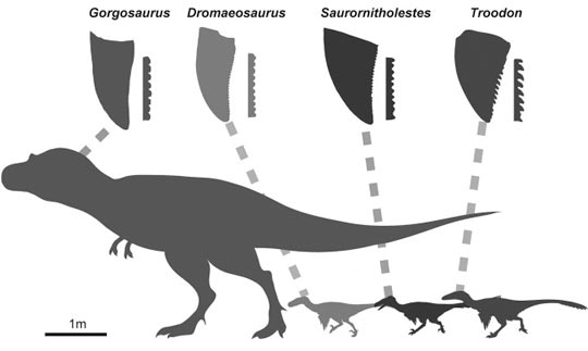 Various Theropods involved in the tooth study.