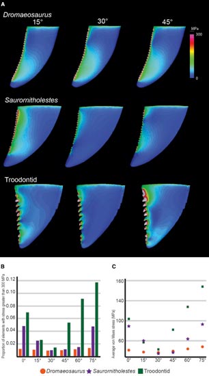 Stress tests on different Theropod dinosaur teeth.