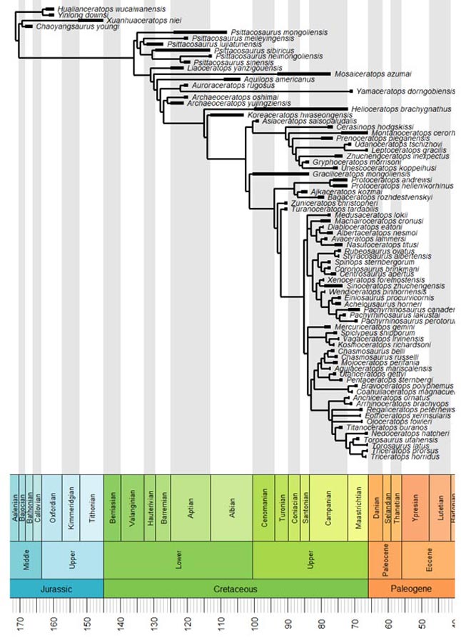 Phylogeny of the Ceratopsia (spring 2018).