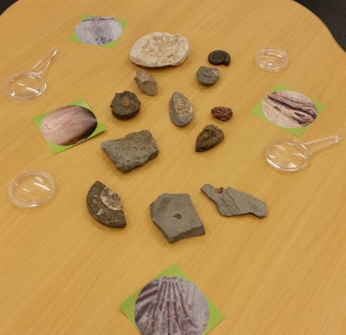 Learning about fossils.