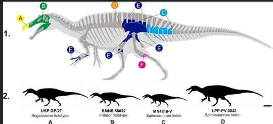 Spinosaur size comparison from the Araripe Basin.
