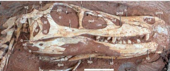 Linheraptor fossil skull.
