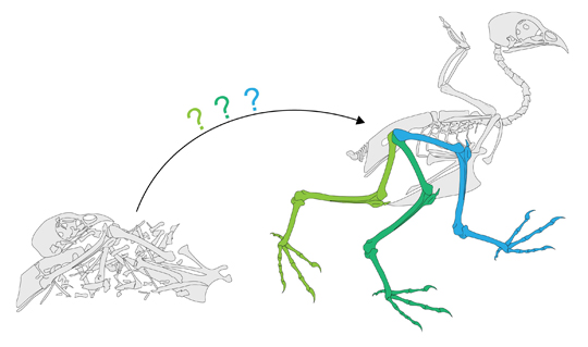 Mapping the movement of Archosaur limbs.