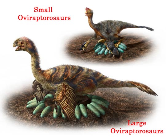 Small Oviraptorosaurs compared to Large Oviraptorosaurs.