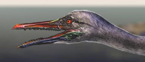 The beak of Ichthyornis.