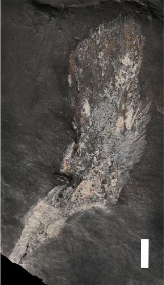 One of the fossil bones of Tutusius umlambo.