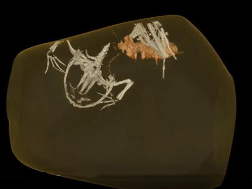 Computer generated three-dimensional image of the bones of Electrorana limoae and the yet to be described beetle.