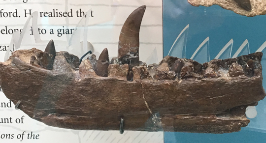 The lower jaw of Megalosaurus.