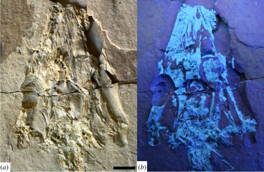 Close-up view of the skull of P. manduriensis and the same fossil material under UV light.