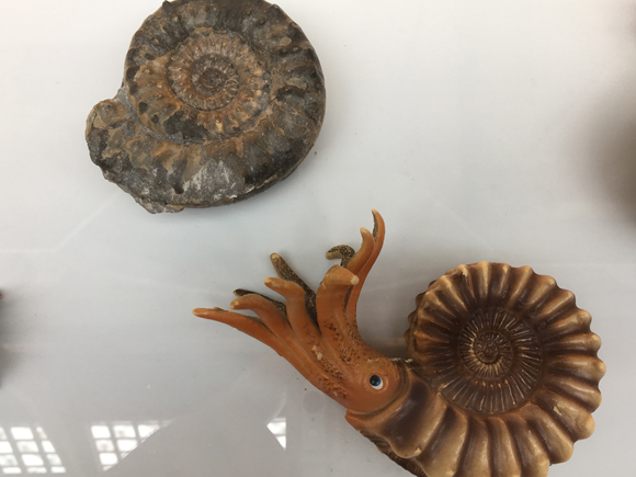 We spotted a Bullyland ammonite model being used to help illustrate a display of ammonite fossils. Ammonite replicas are often purchased by fossil hunters.