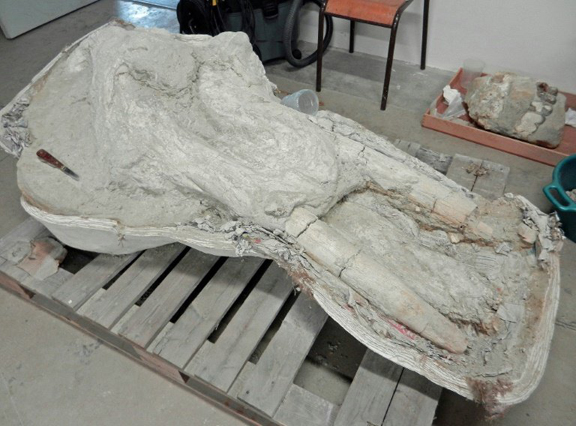 A fossil Gomphotherium skull from south-west France.