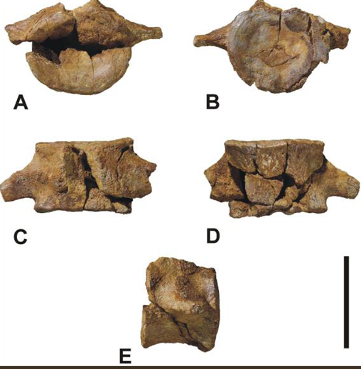 Photographs (various views) of a Plesiosaur caudal vertebra.