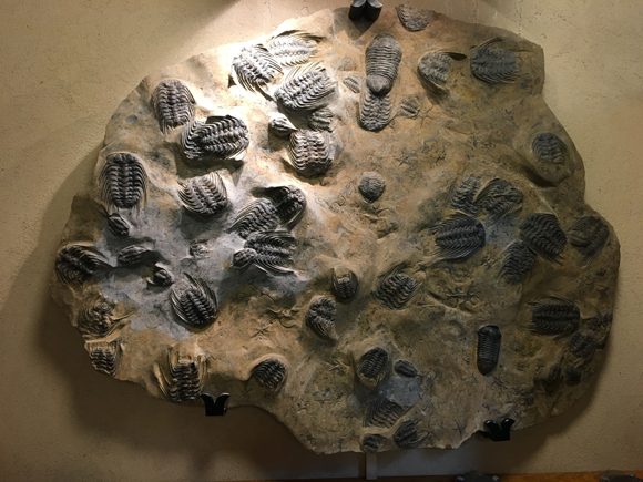 Trilobite fossils - the Selenopeltis slab.
