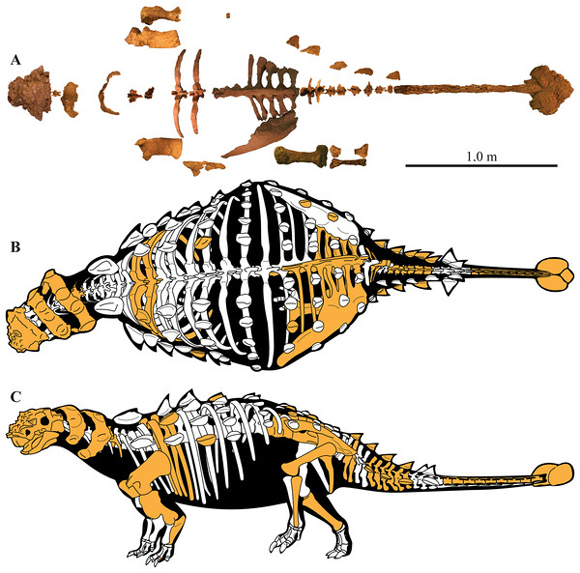 Akainacephalus fossils and a skeletal reconstruction.
