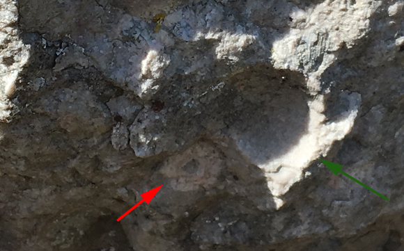 Spotting fossils at Mynydd Marian