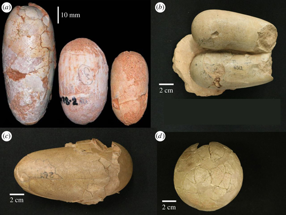 Examples of fossil Archosaur eggs.