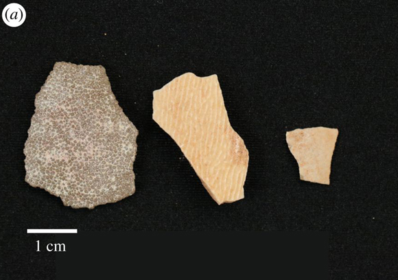 Examples of fossil eggshell.
