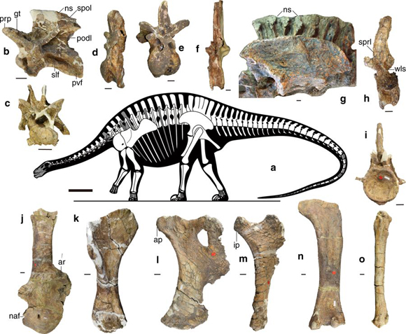 Skeleton reconstruction and some fossil bones of Lingwulong.
