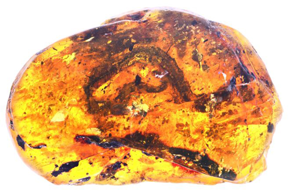 The fossilised remains of a baby snake preserved in amber