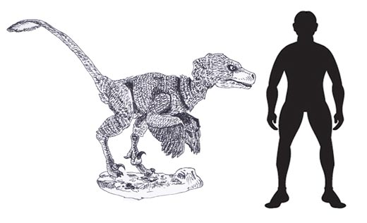 Acheroraptor temertyorum scale drawing.