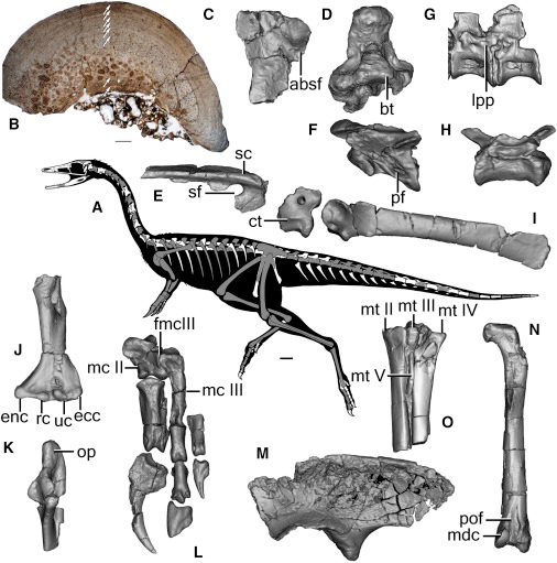 Bannykus wulatensis fossil material and skeletal drawing.