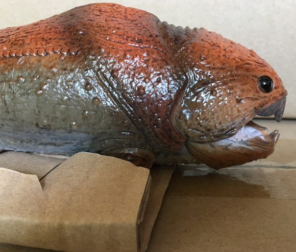 A close-up view of the anterior portion of the CollectA 1:20 scale Dunkleosteus model.