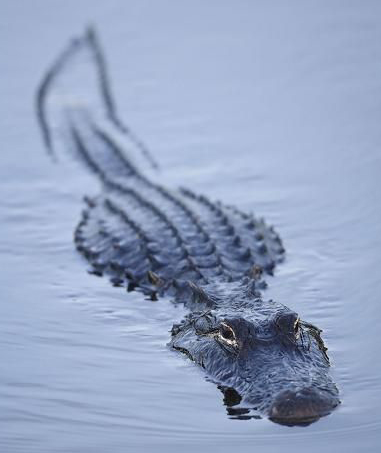 Alligator swimming.