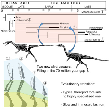 Alvarezsaurid evolution.