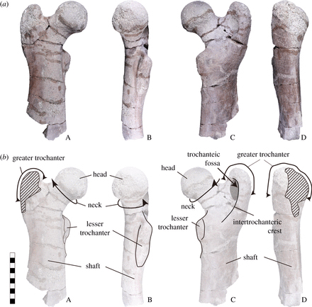 Views of the fossil thigh bone - Desmostylia.