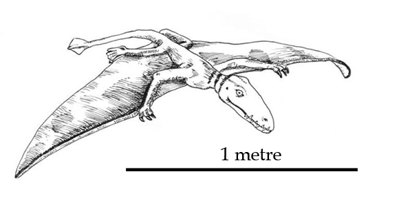 Dimorphodon scale drawing.