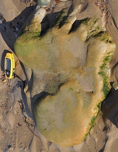 Footprint of a Middle Jurassic Sauropod.