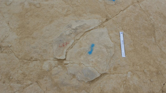 Sauropod fossil footprint (Dorset).