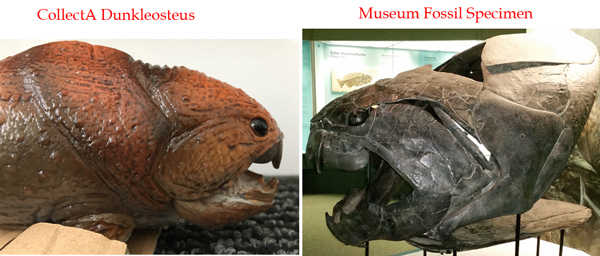 The CollectA 1:20 scale Dunkleosteus compared to a museum specimen.