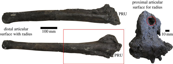 Septic arthritis in a hadrosaurid ulna.