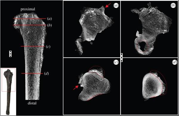 CT scans show septic arthritis in a dinosaur bone.