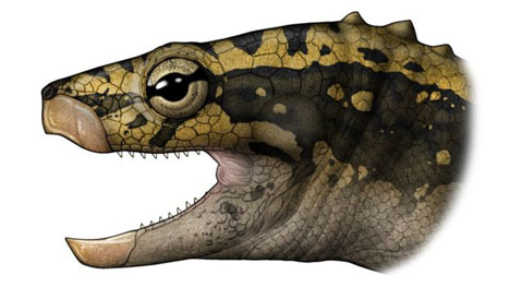 Eorhynchochelys sinensis with its beak.