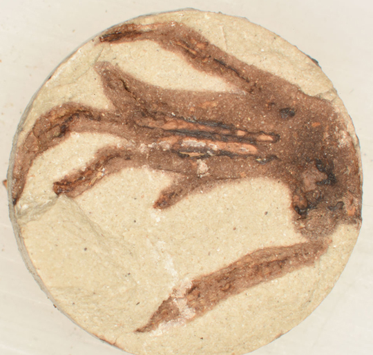 A "baked" lizard foot fossil produced in a laboratory.