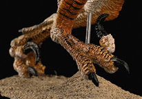 The second toe claw of Velociraptor.