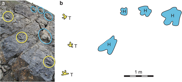 The co-occurrence of Therizinosaur and Hadrosaur tracks (Alaska).
