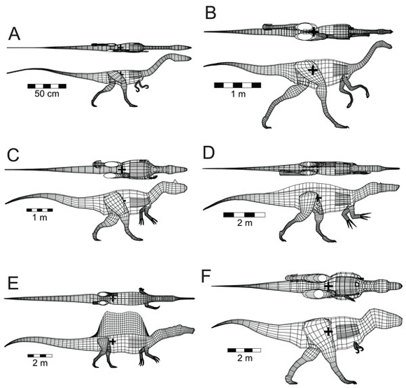 Digital models of Theropods used in floatation tests.